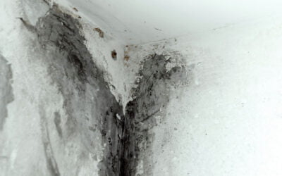 How to Identify and Prevent Mould in Your Home